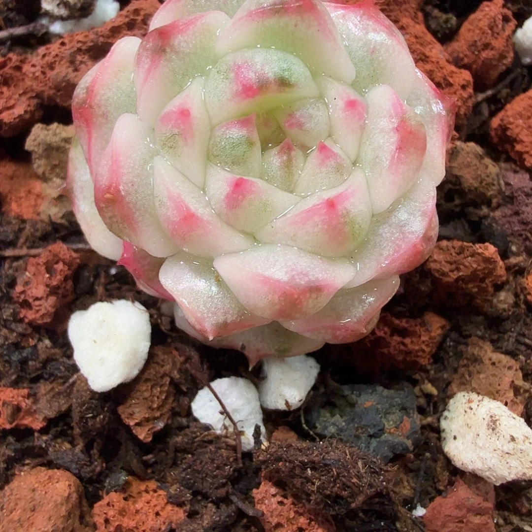 糯米团子锦，多肉植物
