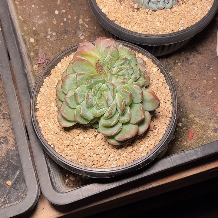 8***0多肉植物一物一拍