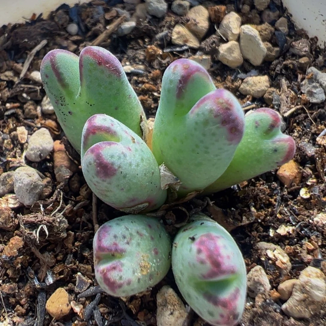 35多肉植物原始斑马