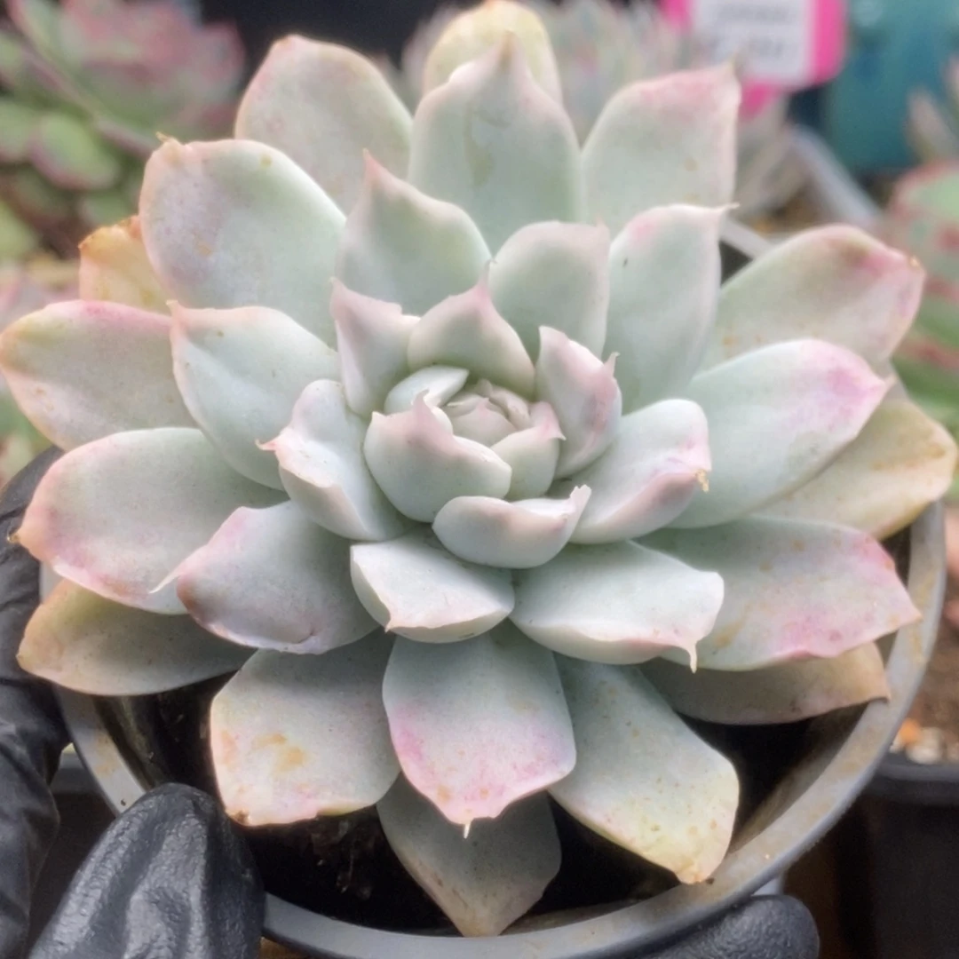 034辛普森锦锦锦锦锦锦