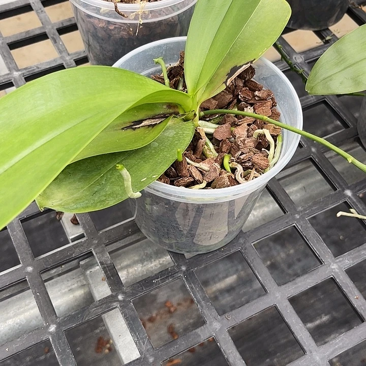 全部花苞象形文字瑕疵福利