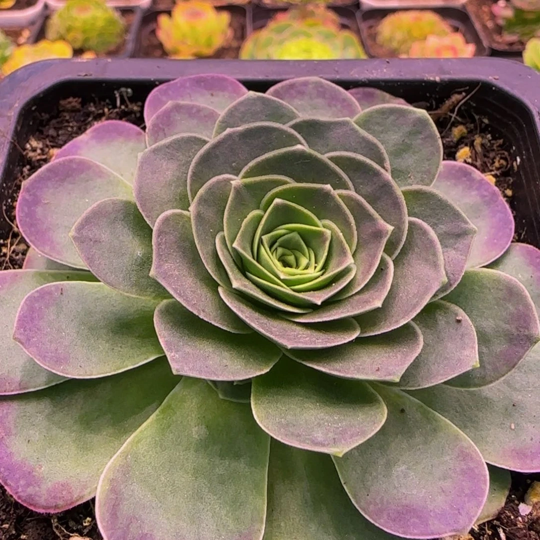 幻紫1313434646767676767