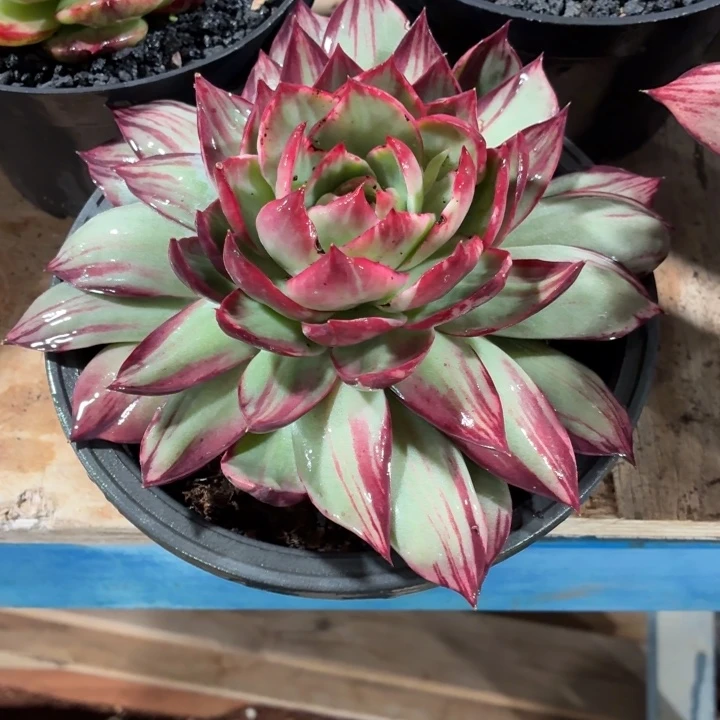 来***莲多肉植物惊鸿仙子