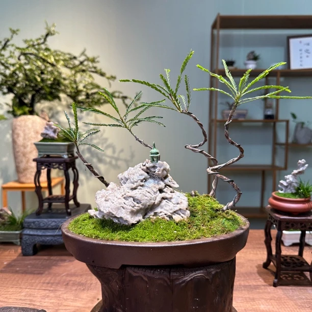 【一物一拍】附石盆栽桌面茶桌小微盆景室内好养花卉绿植