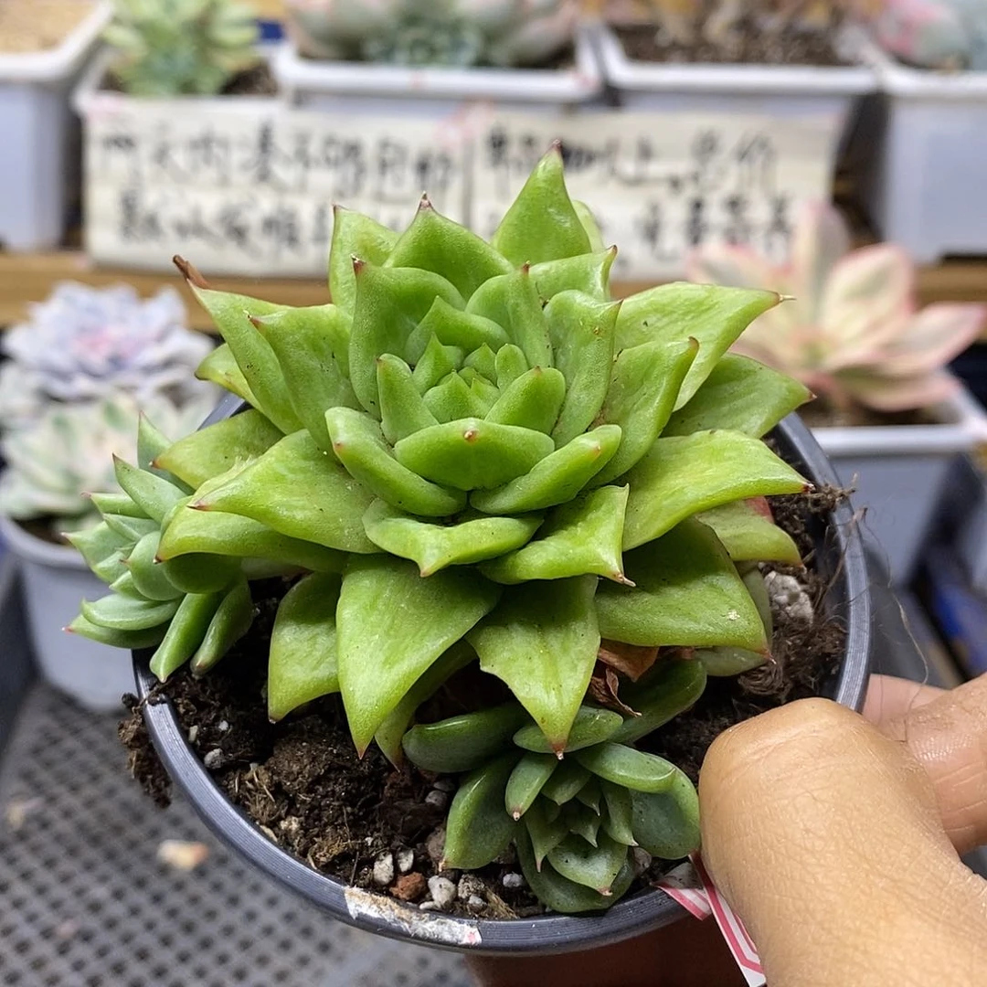 27161 林肯自然群