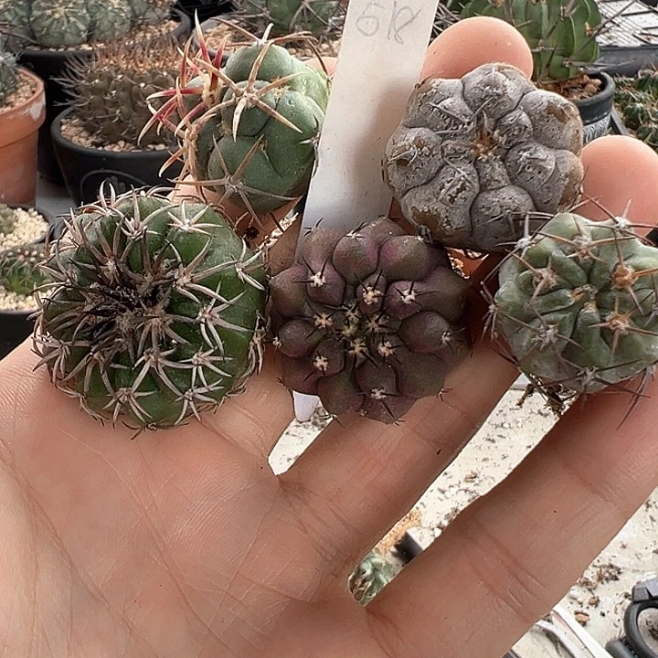 享***姓仙人球 什锦 福利套餐518