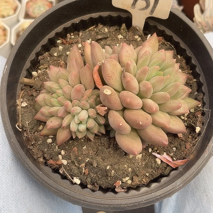 晨语多肉，一物一拍红蜻蜓937