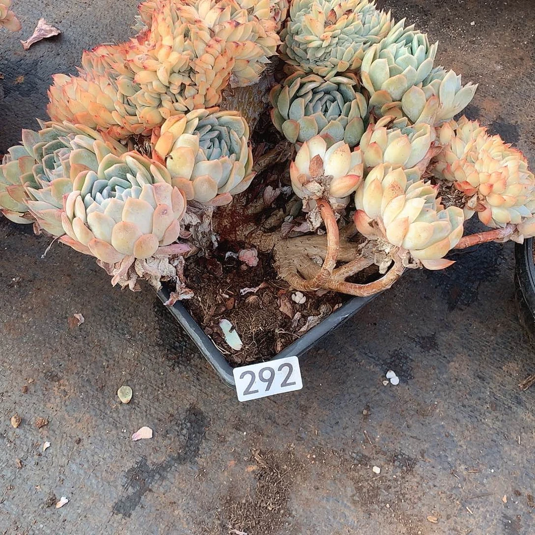 292沙沙女王 一物一拍多肉