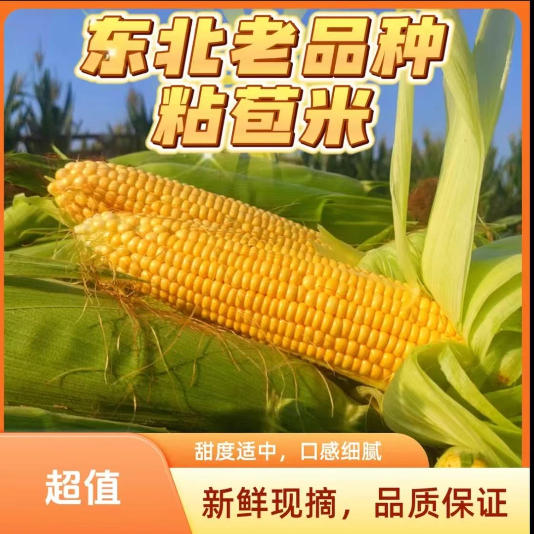 东北黄糯玉米 现掰现发 香甜软糯 新鲜美味