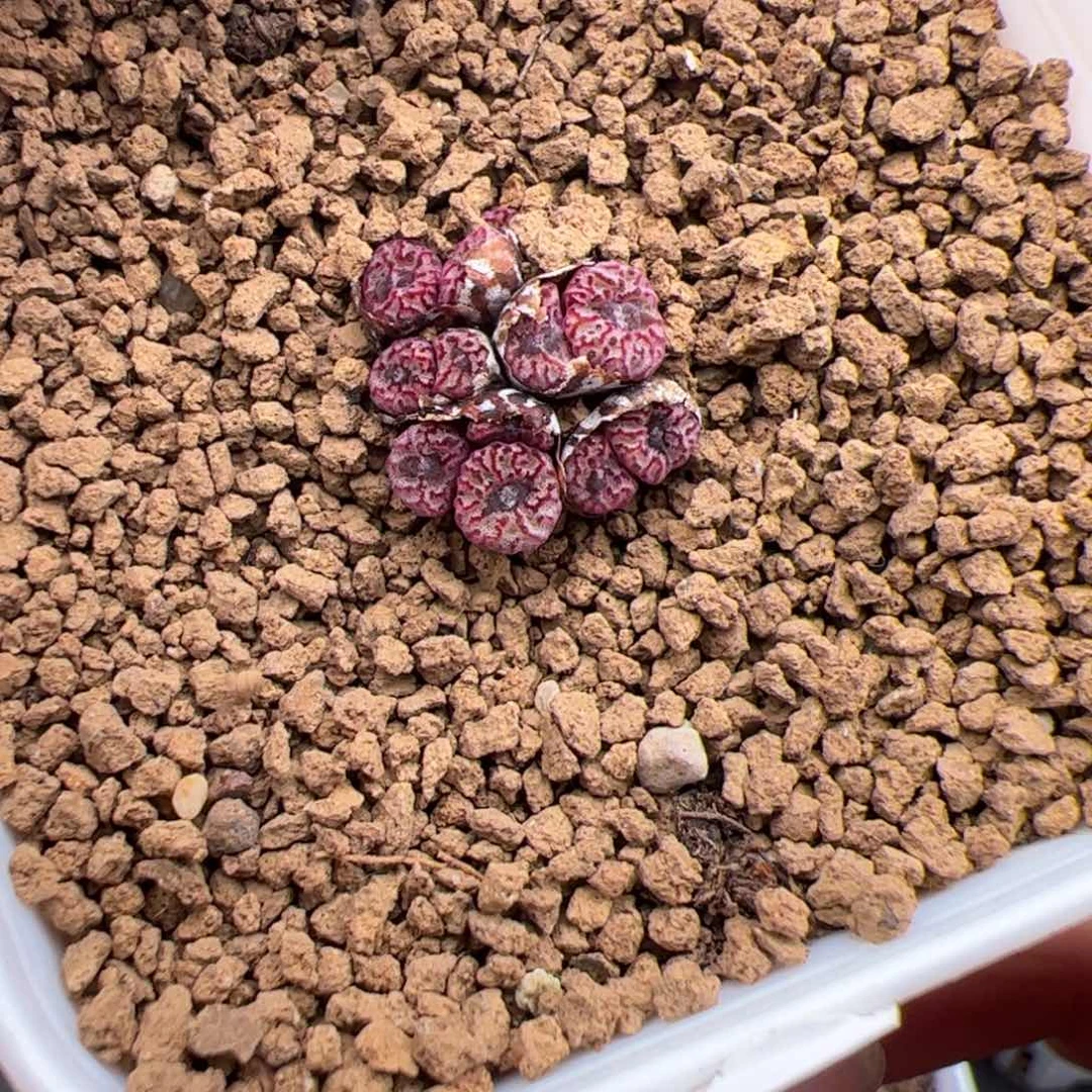 7.7珊瑚多肉植物54