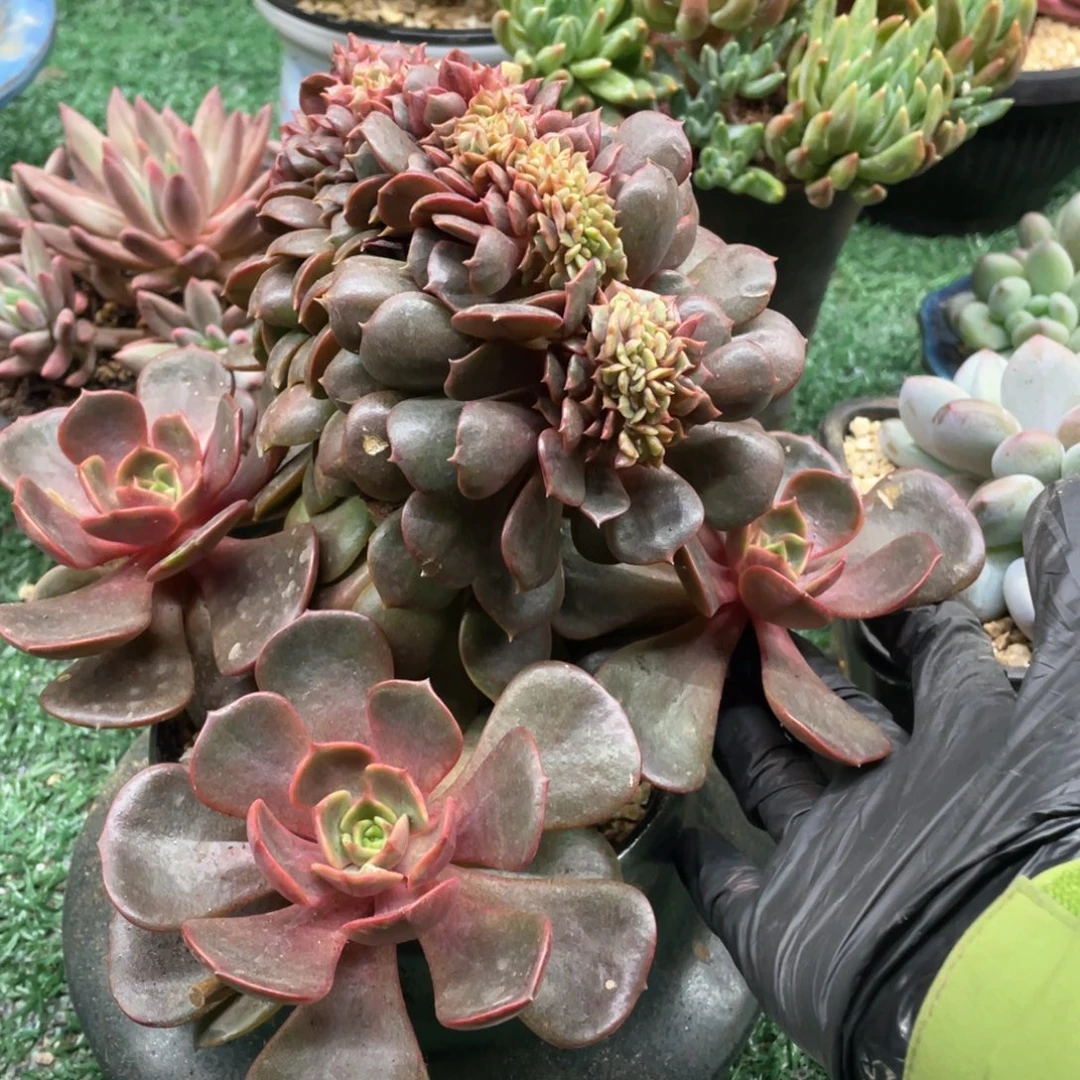 一物一拍28包邮非偏远
