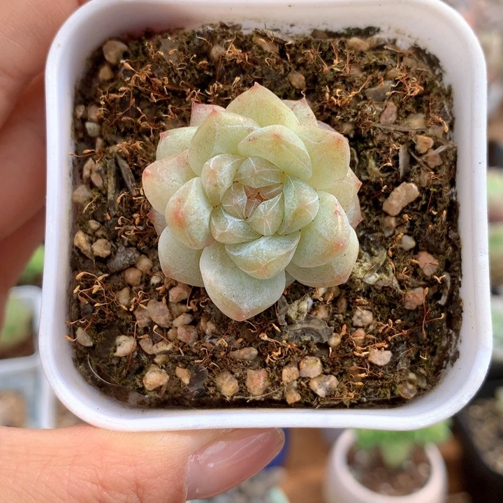 精控粉钻多肉单头