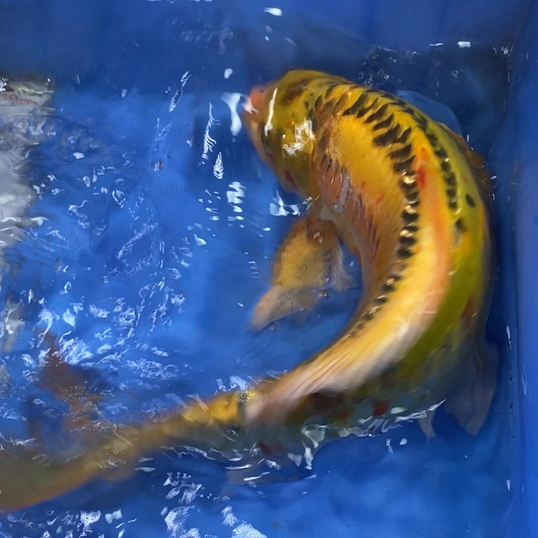 锦鲤冷水锦鲤包邮