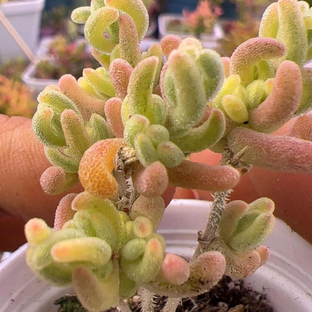 炸多肉植物枝干橙叶锦