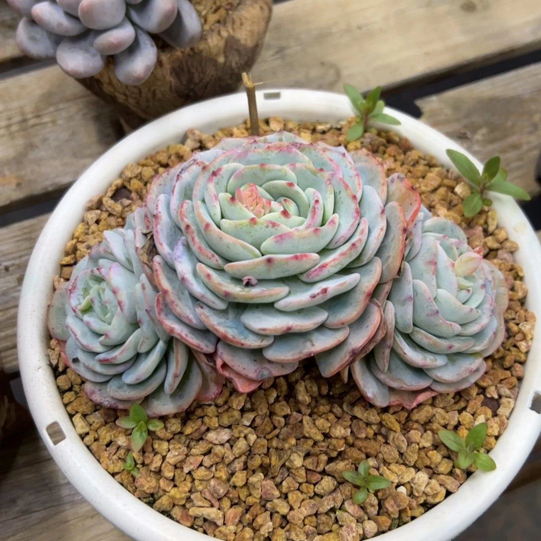 勃朗峰28 零零多肉植物