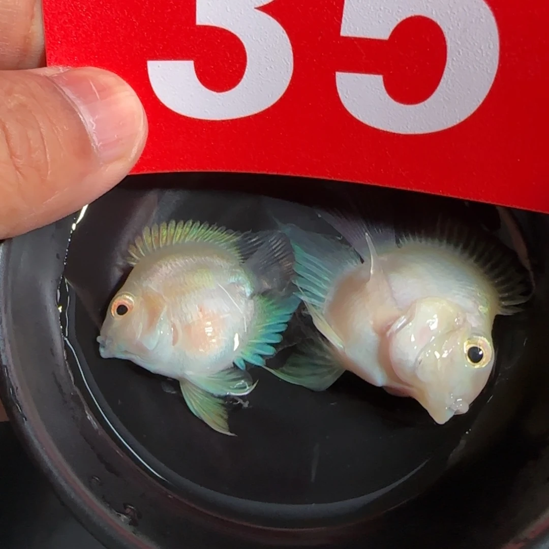 海水鱼白金桃心迷你鹦鹉35