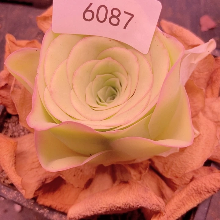 青*6087山地玫瑰单头