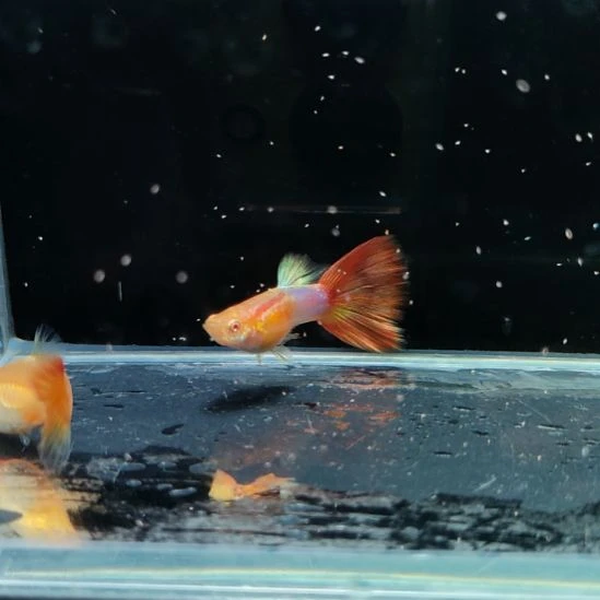 孔雀鱼彩虹糖一对8888