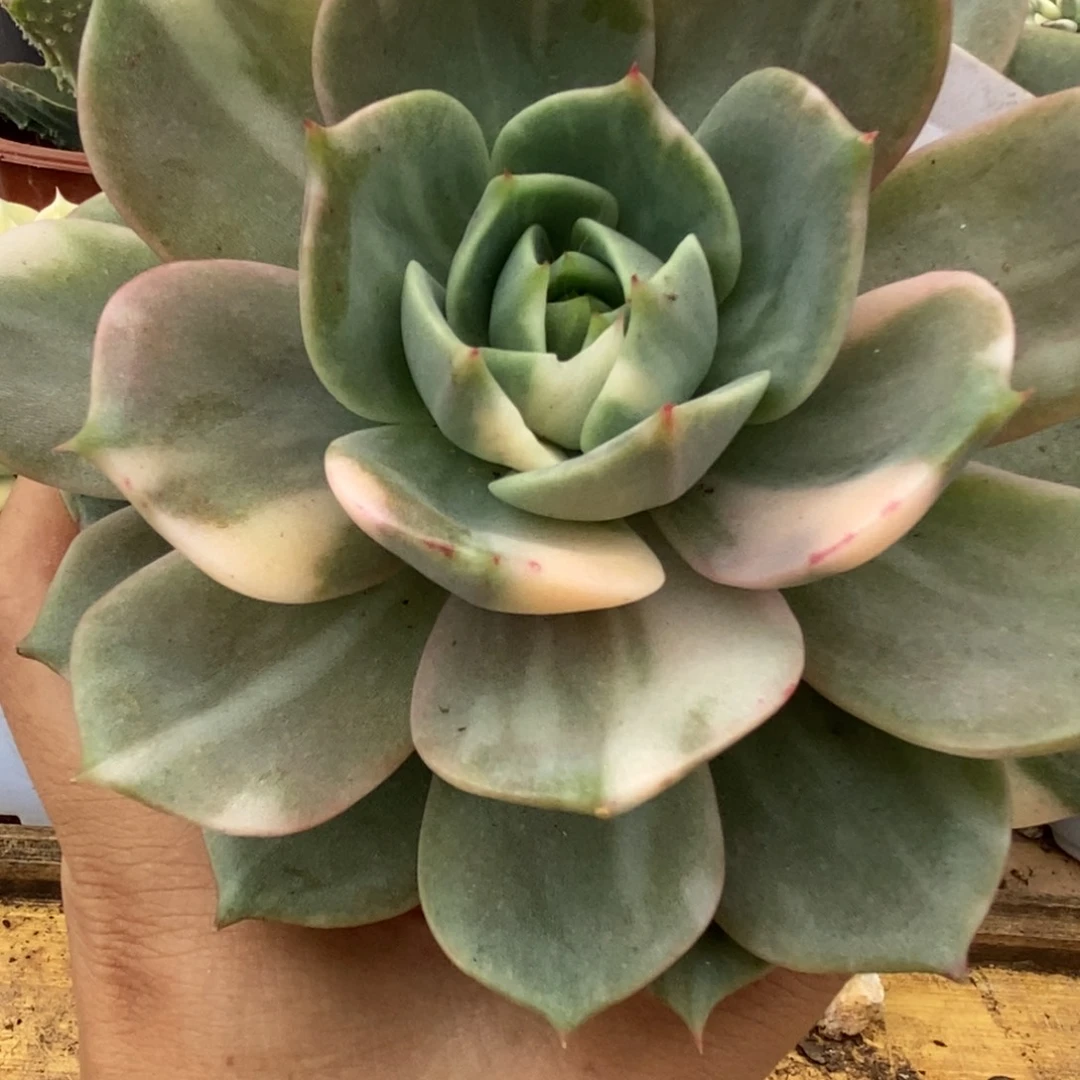 384贝加尔湖锦锦锦锦锦锦