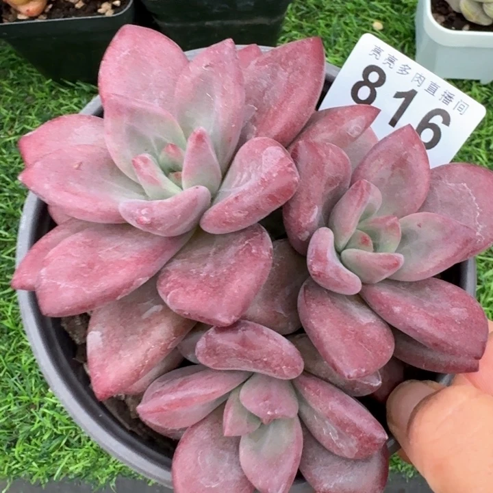 赫菲斯托         今日新品上新多肉植物