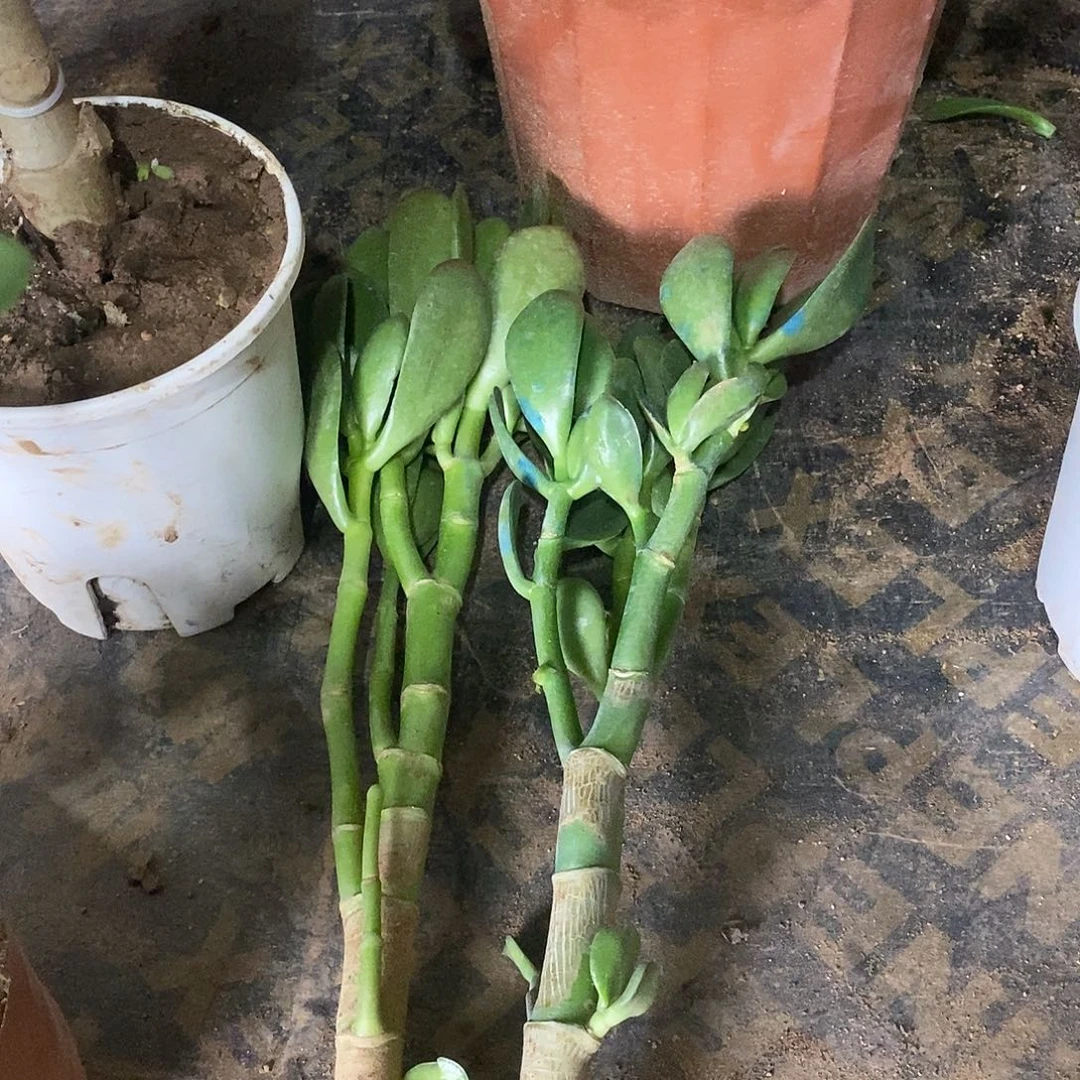 白****处青叶红边一物一拍
