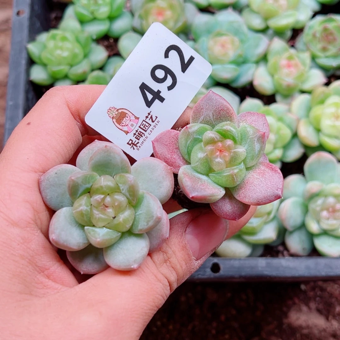 多肉植物多肉植物