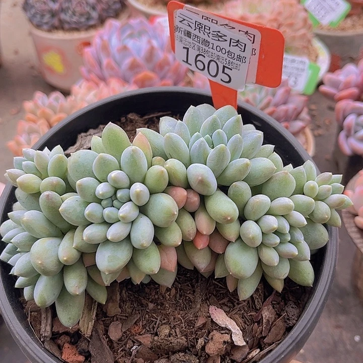 1605小叶奶糖。