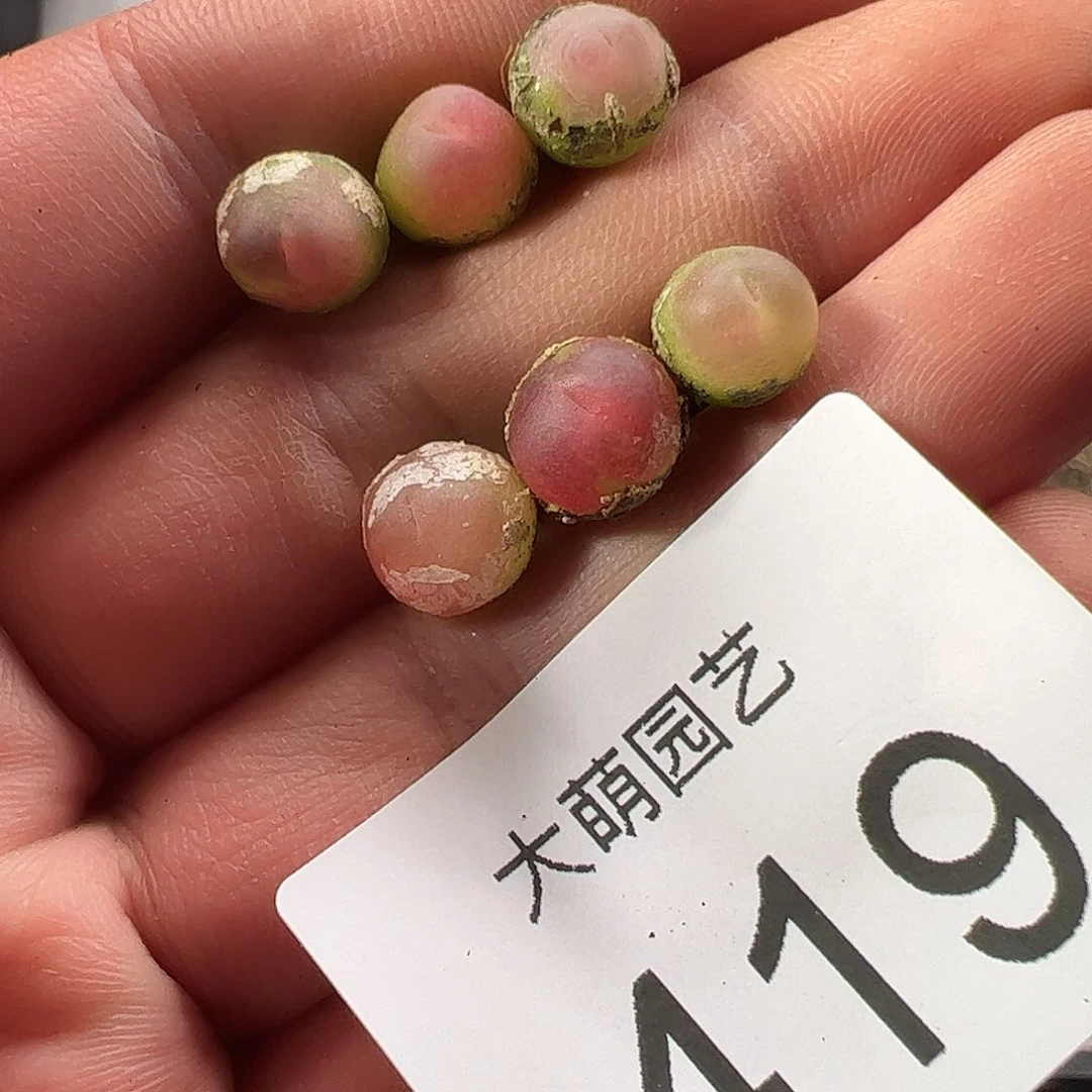 0000419 一物一拍……