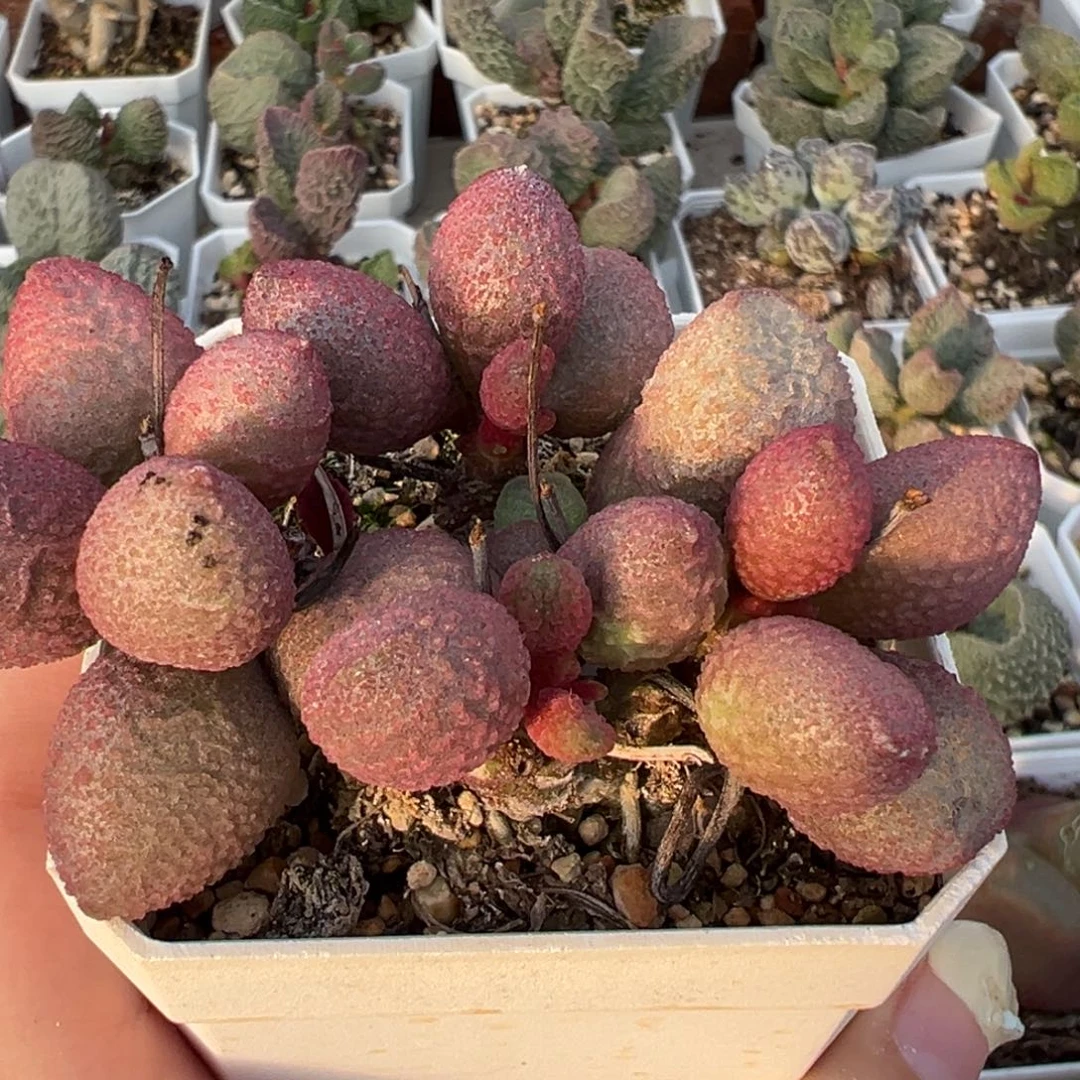 糖果老桩多肉植物水泡多肉植物