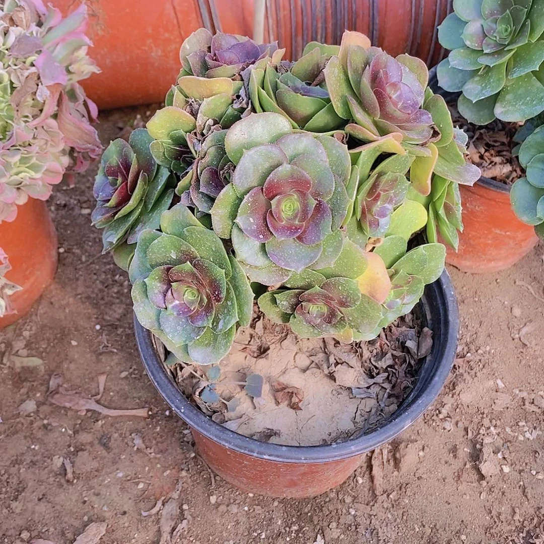 360 号一物一拍多肉植物