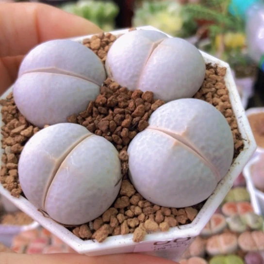 0063，2.6/2.8厘米高尔夫