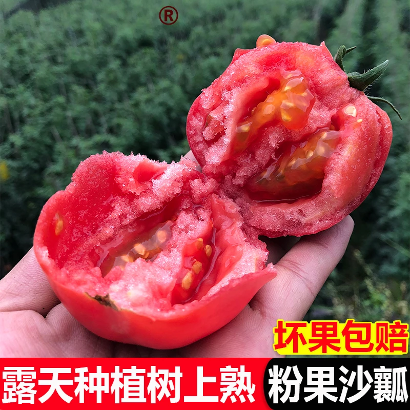 【树上熟】现摘攀枝花生吃沙瓤西红柿露天种植3斤5斤果小艾