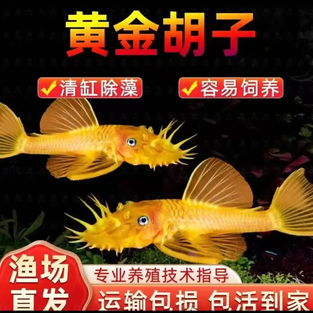 胡子工具鱼红眼蓝眼大帆热带观赏鱼除藻去粪清洁鱼缸