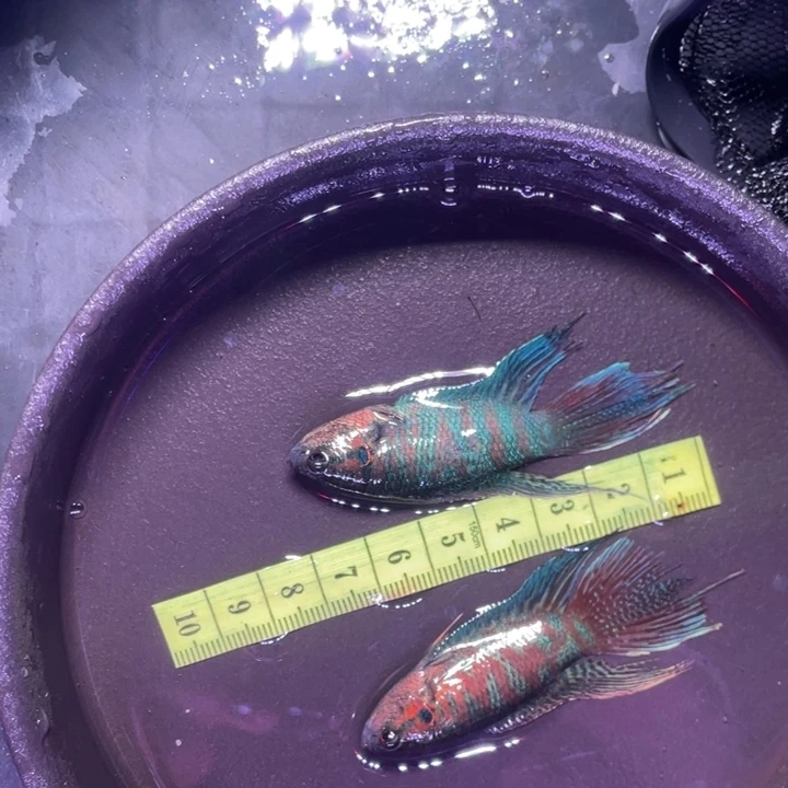 斗鱼直播间斗鱼竞拍