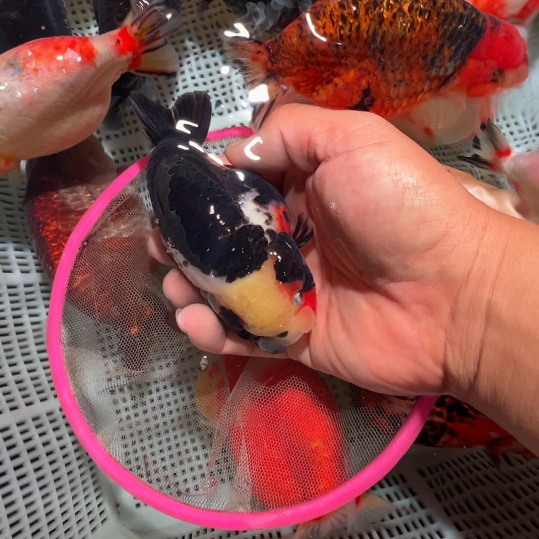 立***青金鱼潘氏金鱼兰寿金鱼