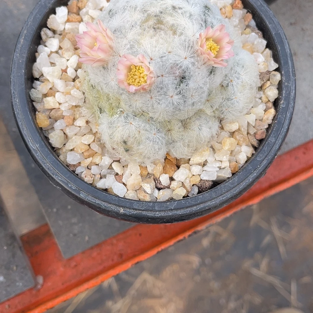 浅***念仙人球实生白星丸