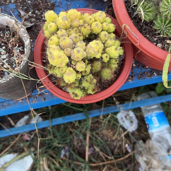 粉***肉多肉一物一拍仙人球