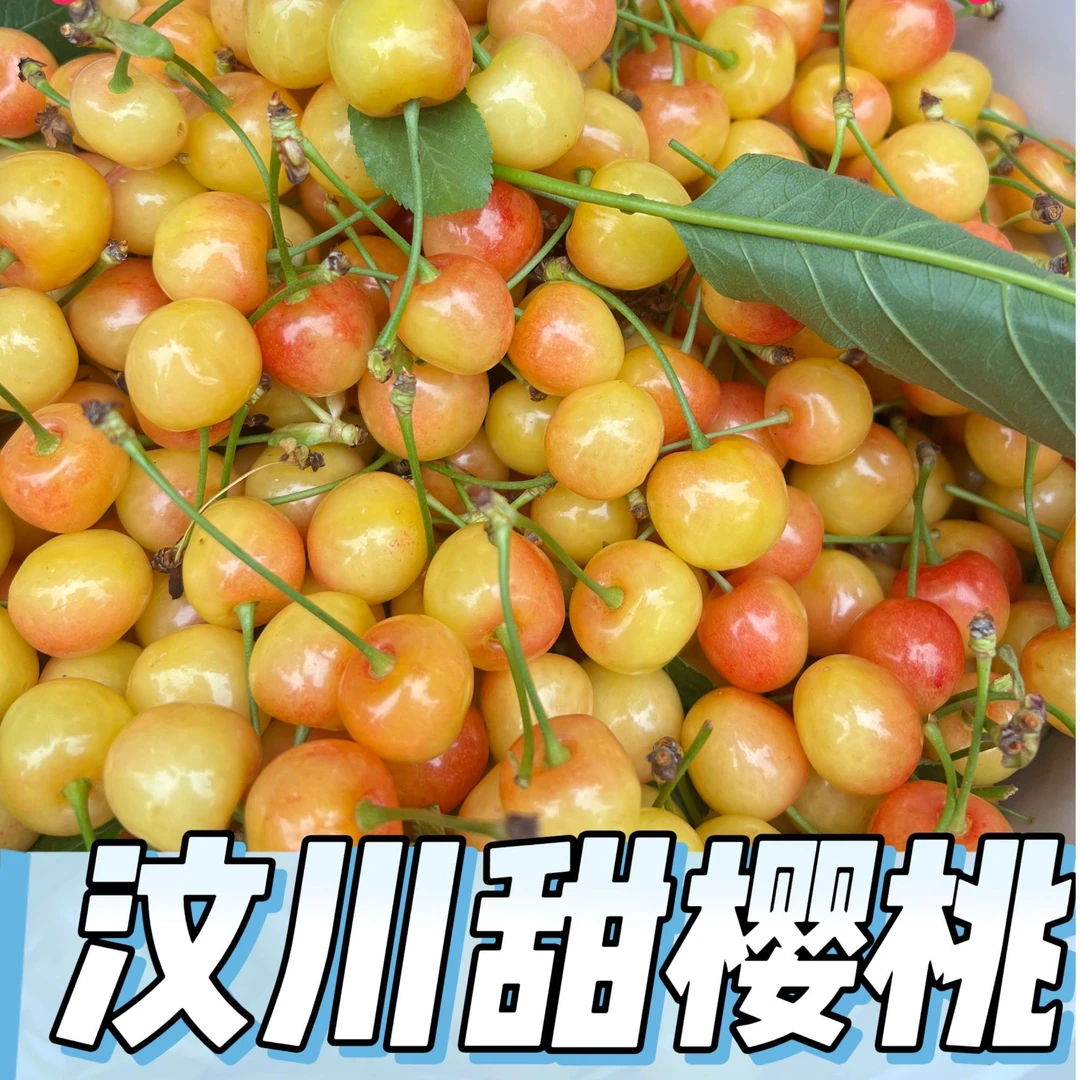 【冰壶】汶川甜樱桃顺丰包邮冷链空运车厘子5斤顺丰包邮