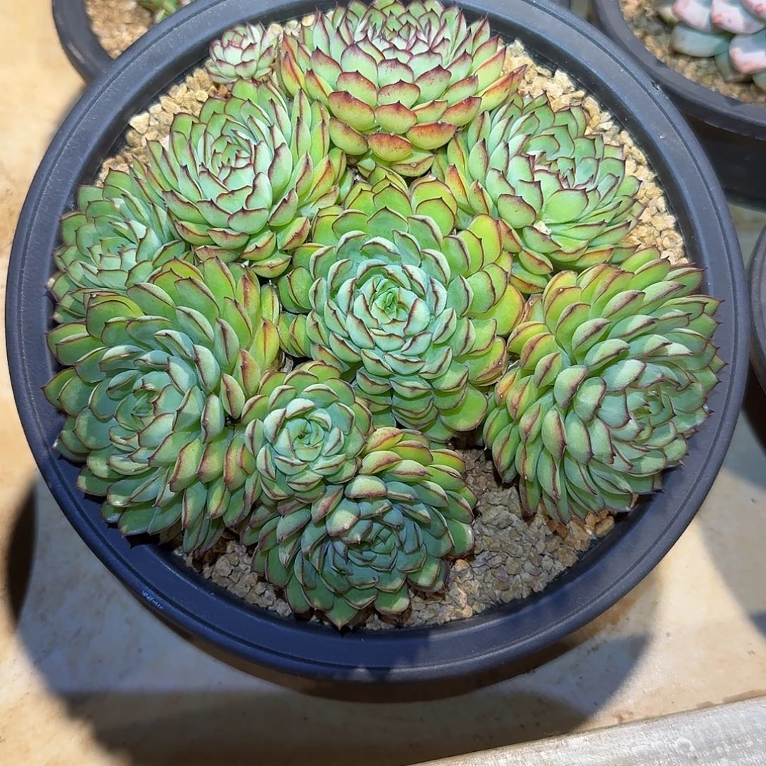 梦幻玫瑰整无砍老桩群生