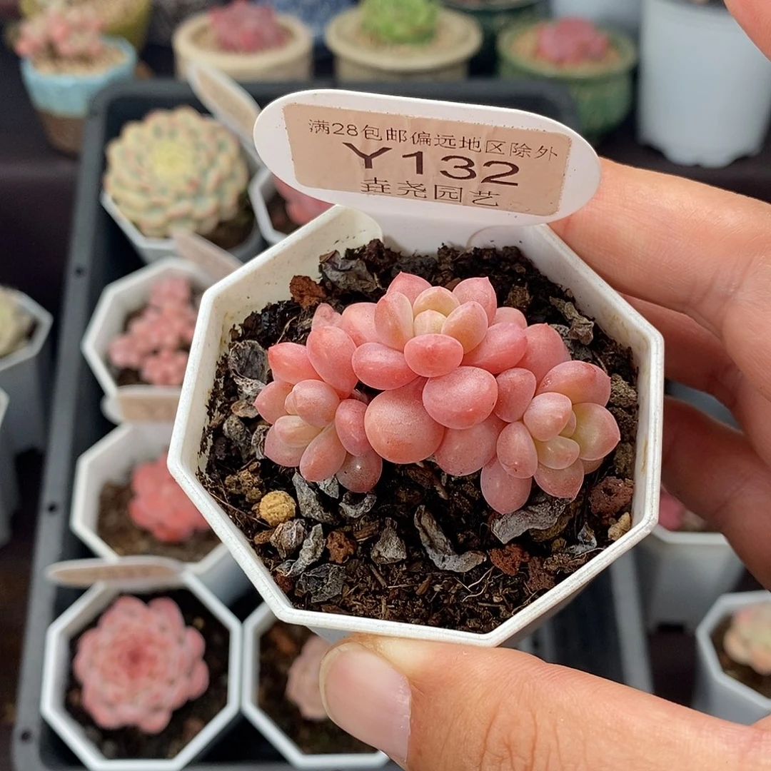 0132！5cm 花斑鹿