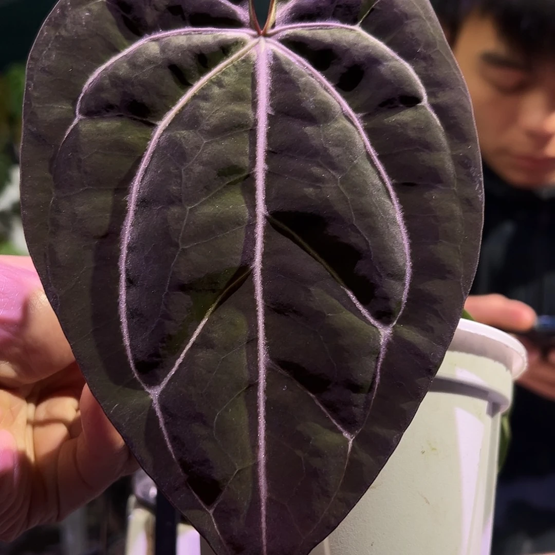 完全开放卡拉*黑丝绒