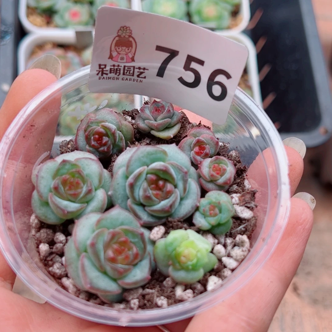 多肉植物多肉植物