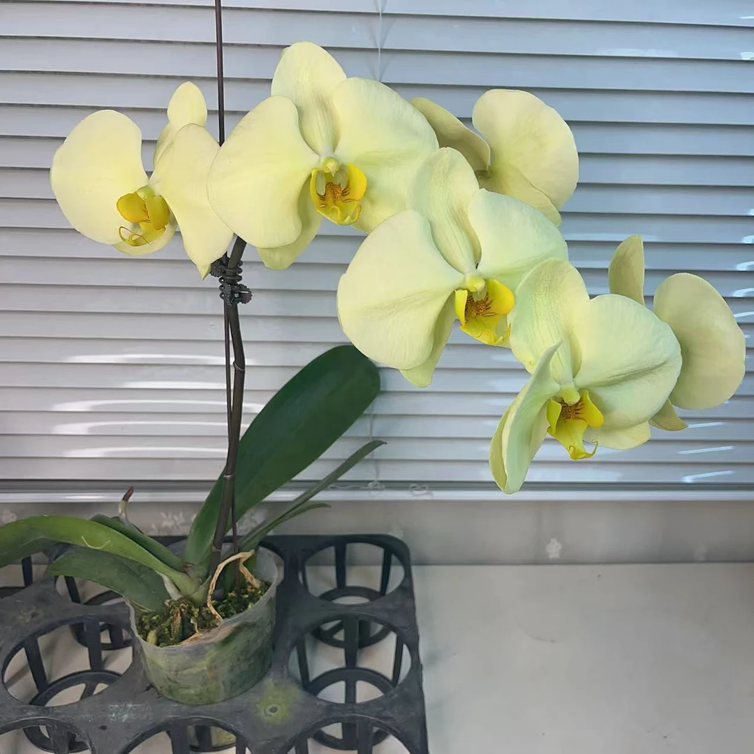 蝴蝶兰【绿玉】大花型 花色鲜艳 优质苗情 新手耐养 基地直发