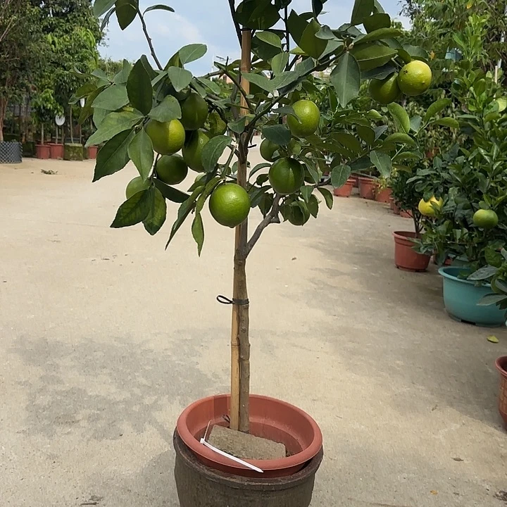 上***水无花朵果树11111111111