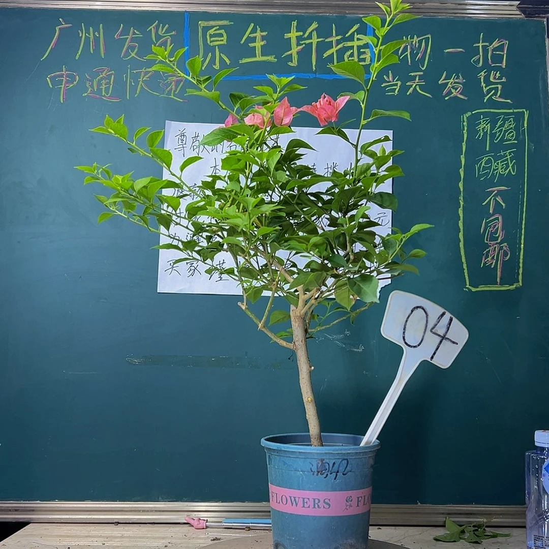 当前无花栽培后可以开花下播 酒红 04