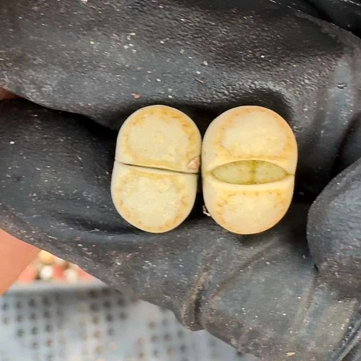 生石花1111。    319