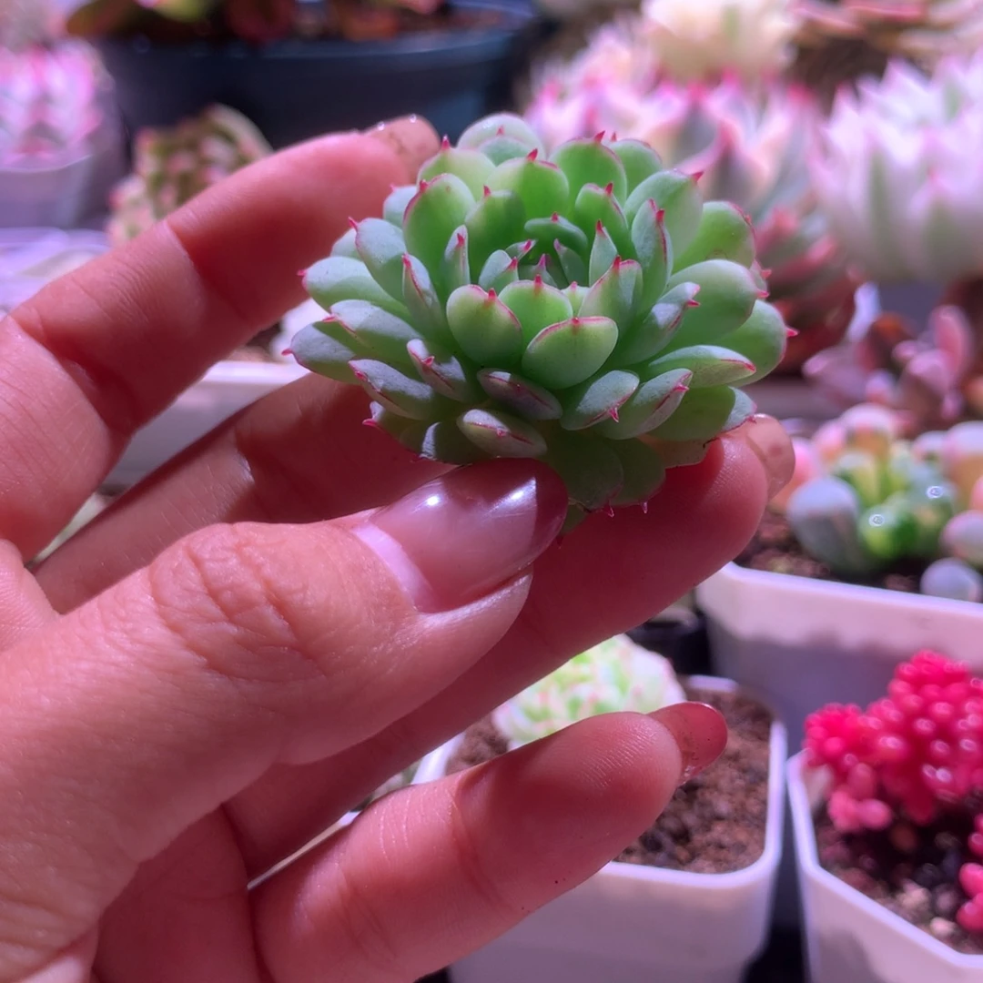 小红衣拉丝锦有杆子