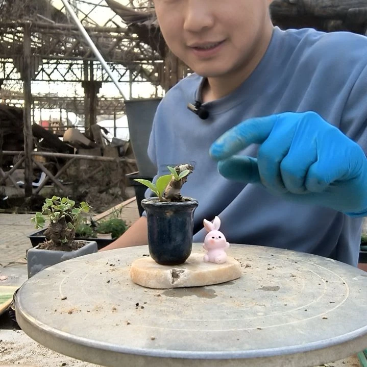 夜*小盆景小植物一物一拍3