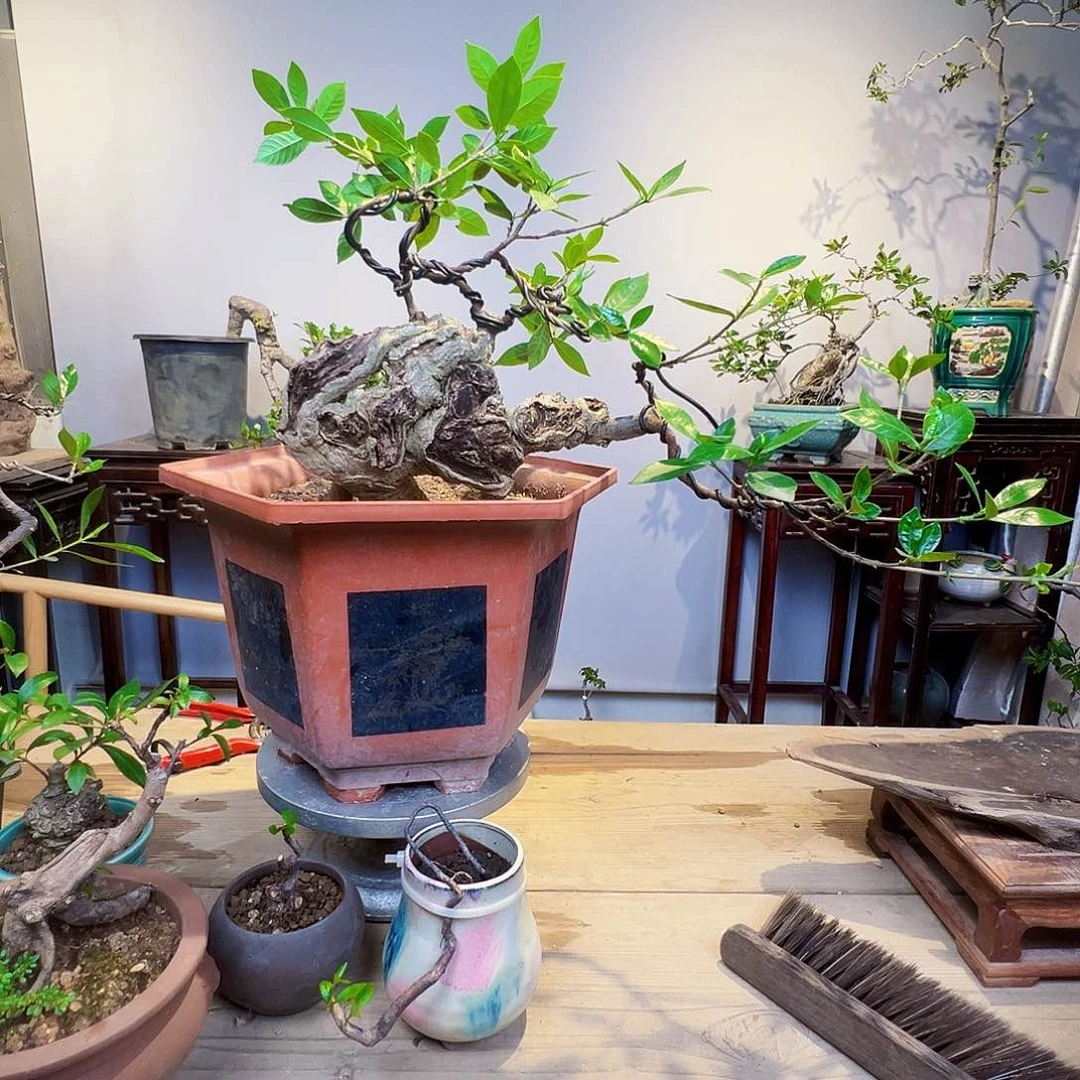 木*杨栀子花坨坨盆景绿植
