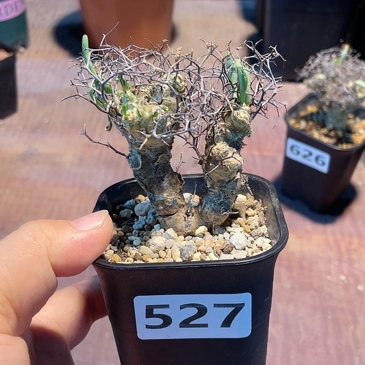 坛***姐527产地钢丝球万物想块根